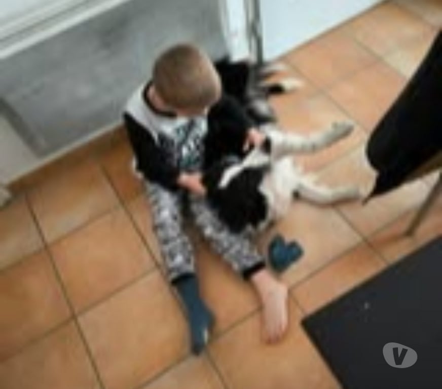 Don animaux Gard Remoulins - 30210 - Photos Vivastreet Chien ODIN à l adoption