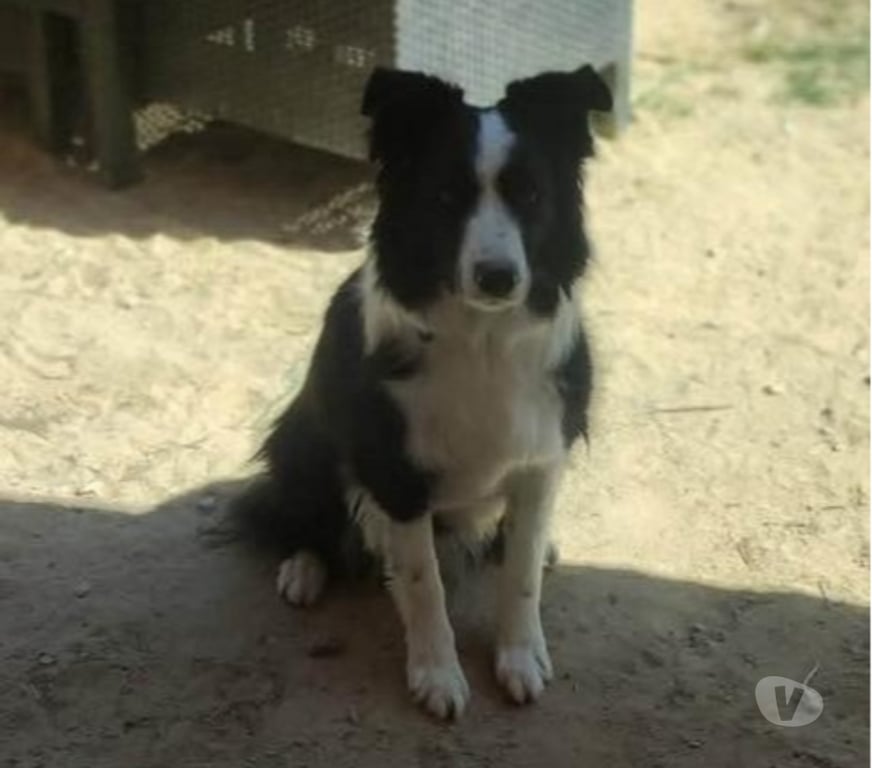Don animaux Gard Remoulins - 30210 - Photos Vivastreet Chien ODIN à l adoption