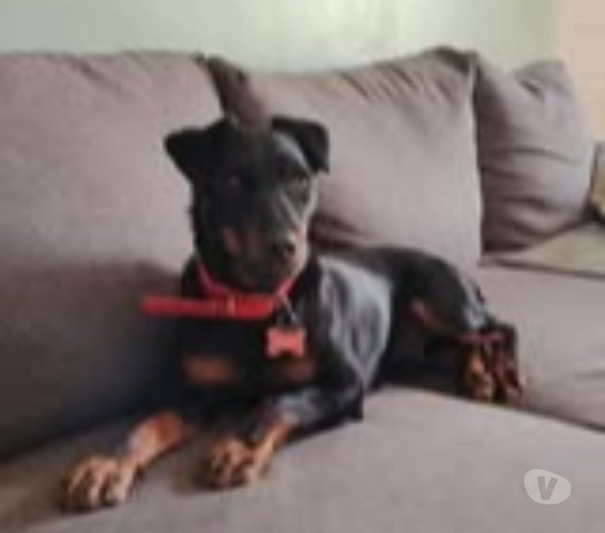 Don animaux Isère La Chapelle de Surieu - 38150 - Photos Vivastreet Chien TWIX à l adoption