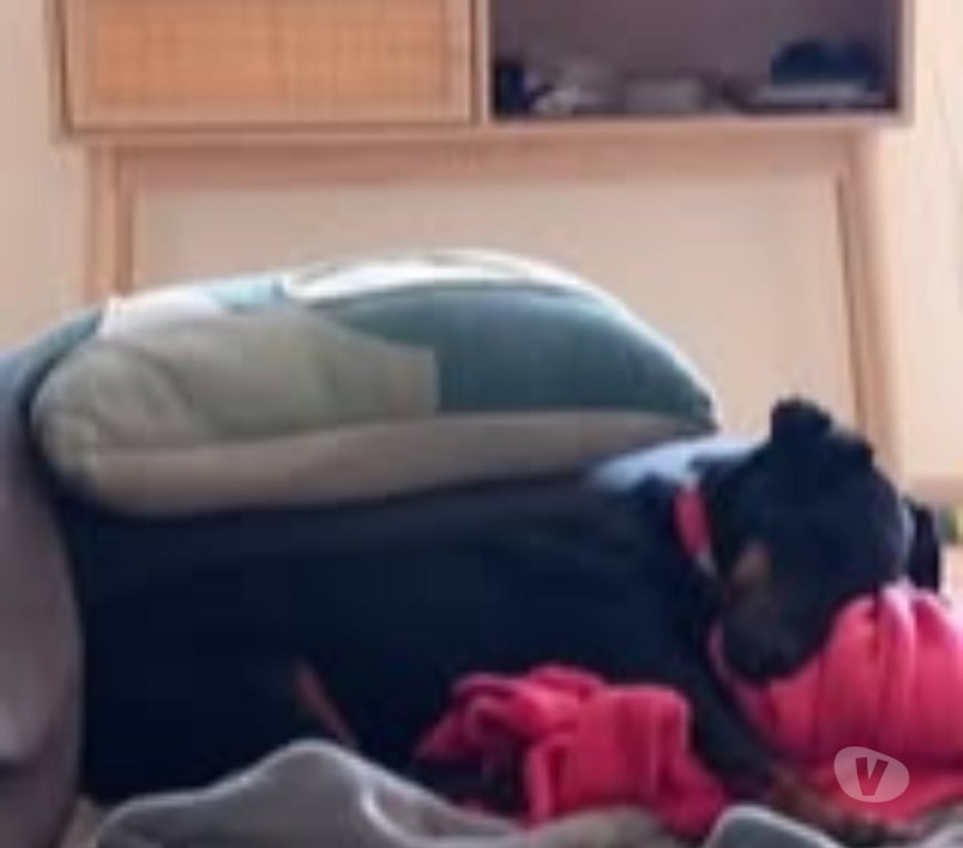 Don animaux Isère La Chapelle de Surieu - 38150 - Photos Vivastreet Chien TWIX à l adoption