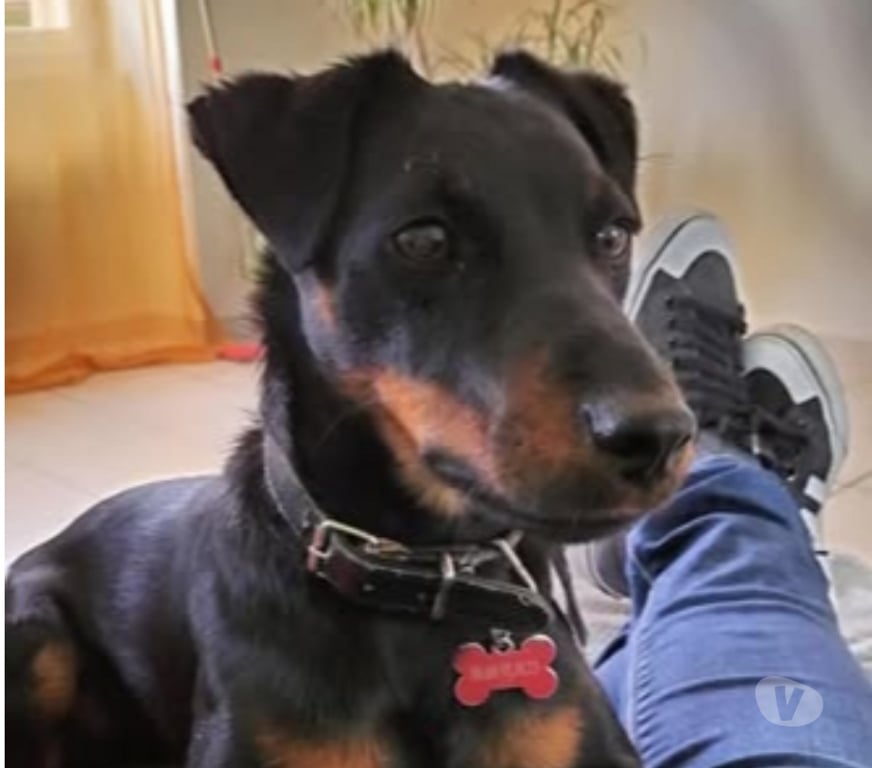 Don animaux Isère La Chapelle de Surieu - 38150 - Photos Vivastreet Chien TWIX à l adoption