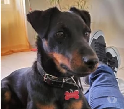 Adoption animaux La Chapelle de Surieu Isère - Photos Vivastreet Chien TWIX à l adoption