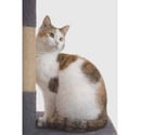 Bella 5 ans gentille chatte cherche famille
