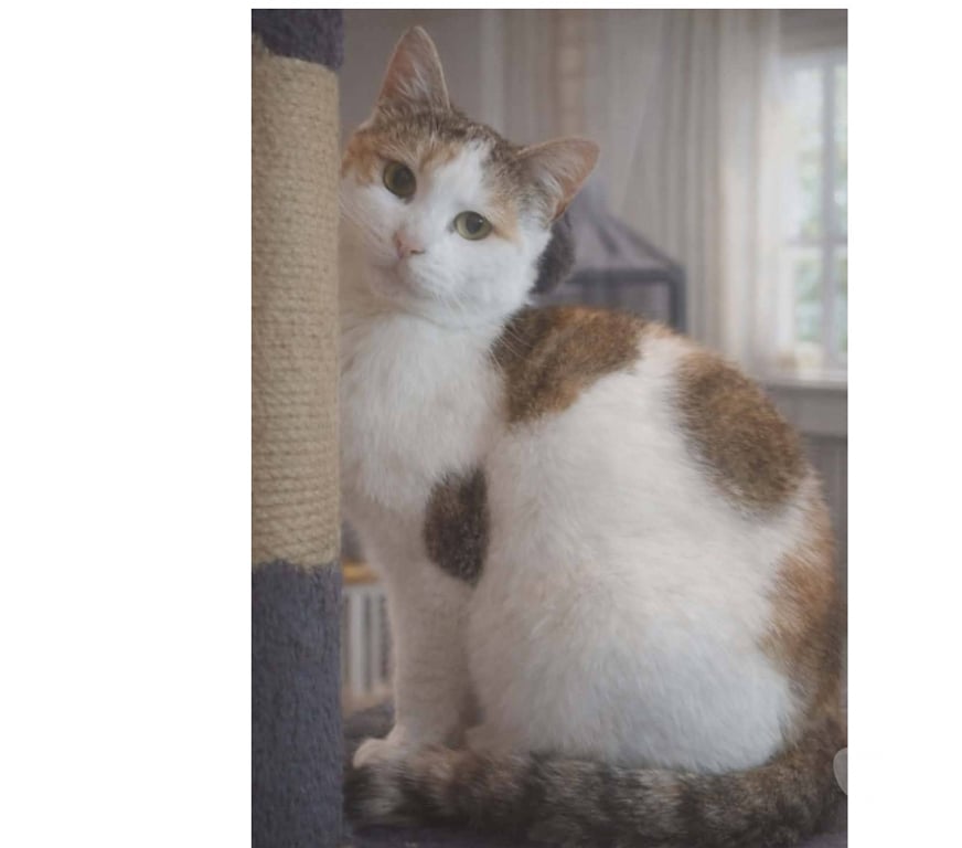 Don animaux Aude Carcassonne - Photos Vivastreet Bella 5 ans gentille chatte cherche famille