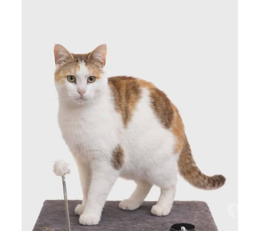 Don animaux Aude Carcassonne - Photos Vivastreet Bella 5 ans gentille chatte cherche famille
