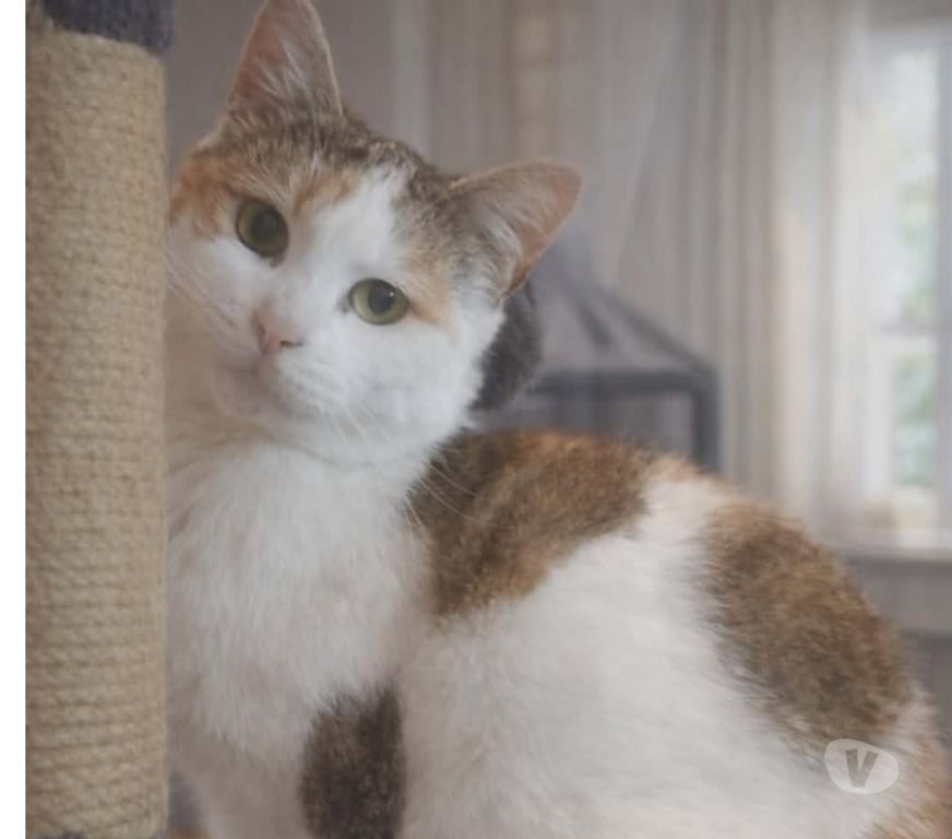 Don animaux Aude Carcassonne - Photos Vivastreet Bella 5 ans gentille chatte