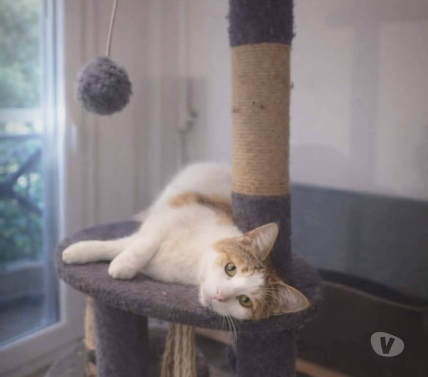 Don animaux Aude Carcassonne - Photos Vivastreet Bella 5 ans gentille chatte cherche famille