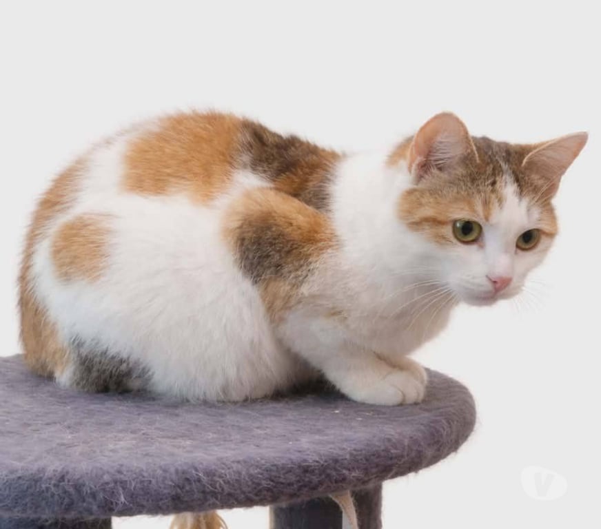 Don animaux Aude Carcassonne - Photos Vivastreet Bella 5 ans gentille chatte cherche famille