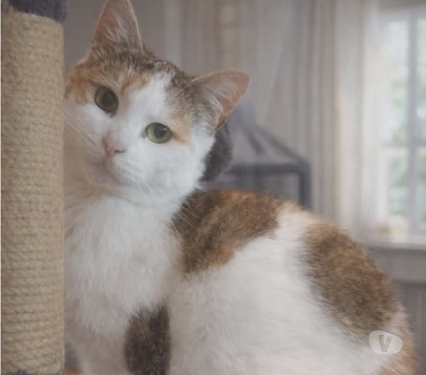 Don animaux Aude Carcassonne - Photos Vivastreet Bella 5 ans gentille chatte