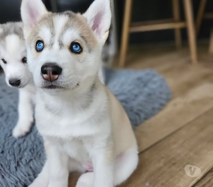 Vente Haute-Saône La Rochelle - 70120 - Photos Vivastreet Chiots husky sibériens