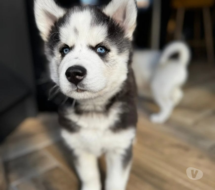 Vente Haute-Saône La Rochelle - 70120 - Photos Vivastreet Chiots husky sibériens