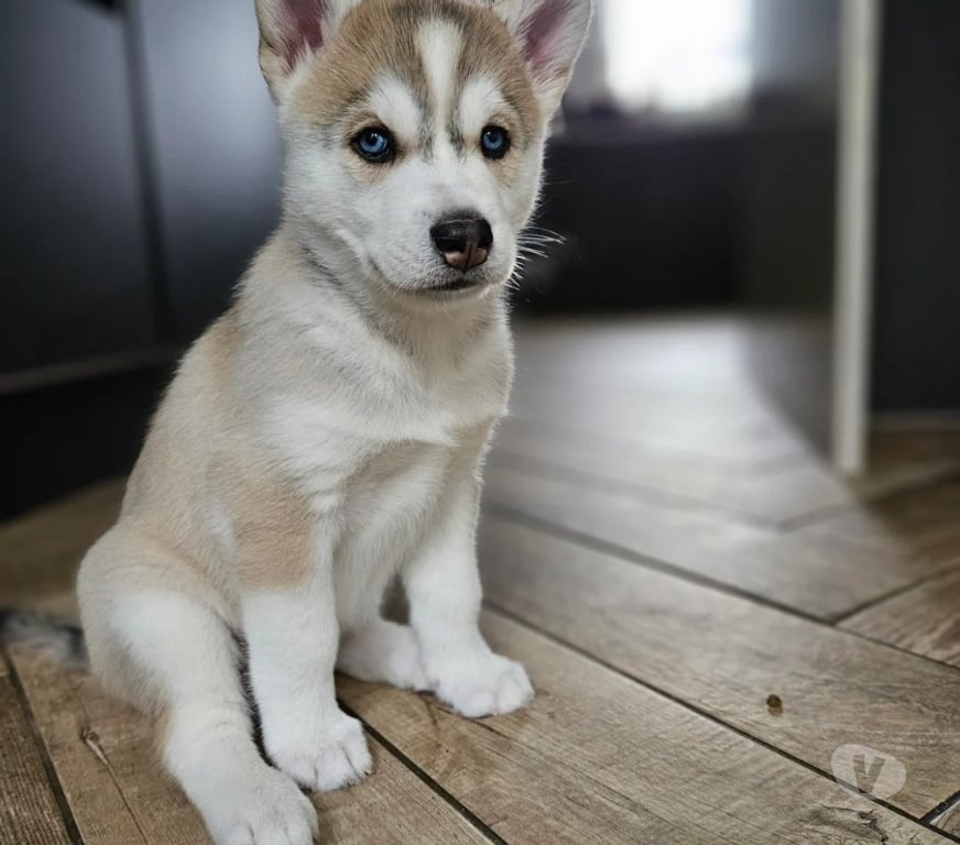 Vente Haute-Saône La Rochelle - 70120 - Photos Vivastreet Chiots husky sibériens