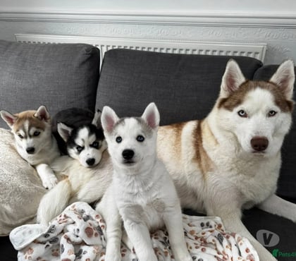 Vente animaux La Rochelle Haute-Saône - Photos Vivastreet Chiots husky sibériens
