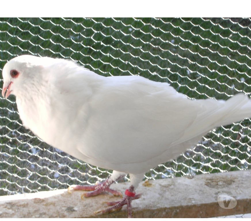 Vente Seine-et-Marne Bagneaux sur Loing - 77167 - Photos Vivastreet Pigeons de chair