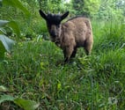 Boulette, bouc nain à adopter