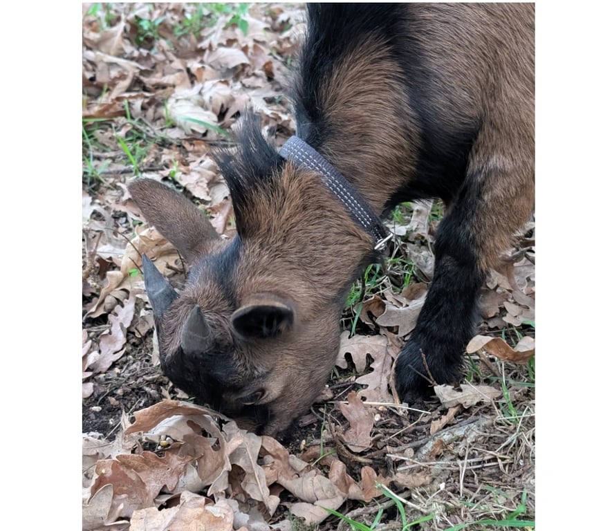 Vente Loire-Atlantique Vigneux de Bretagne - Photos Vivastreet Boulette, bouc nain à adopter