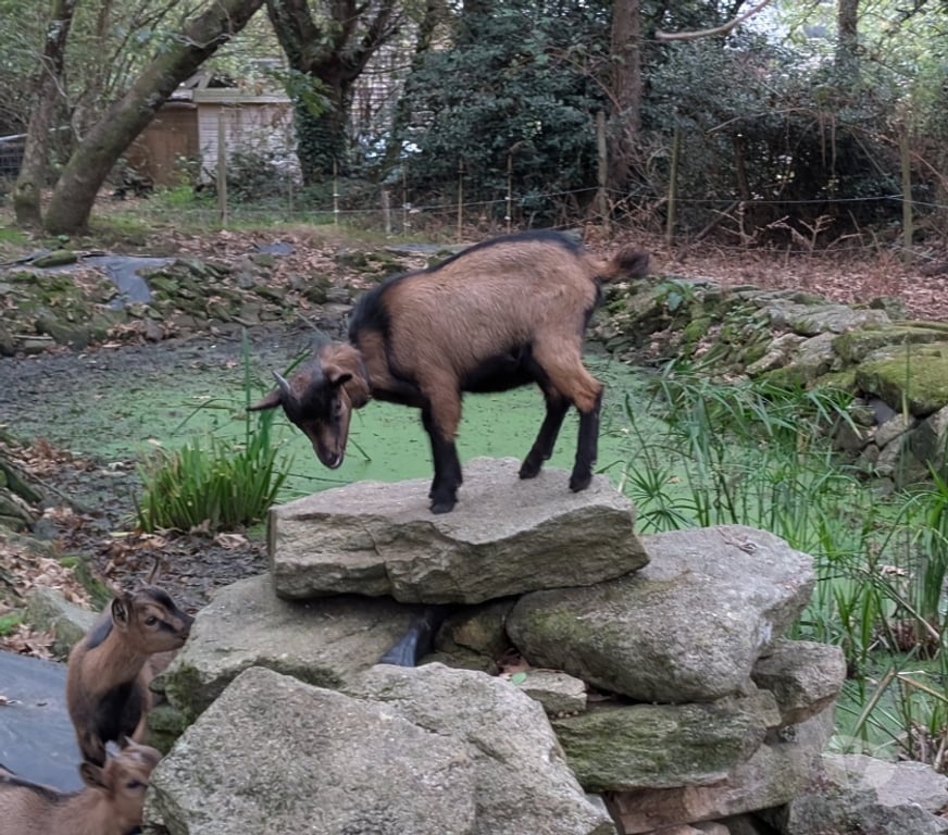 Vente Loire-Atlantique Vigneux de Bretagne - Photos Vivastreet Boulette, bouc nain à adopter