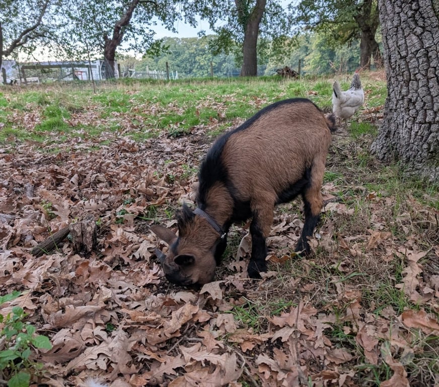 Vente Loire-Atlantique Vigneux de Bretagne - Photos Vivastreet Boulette, bouc nain à adopter