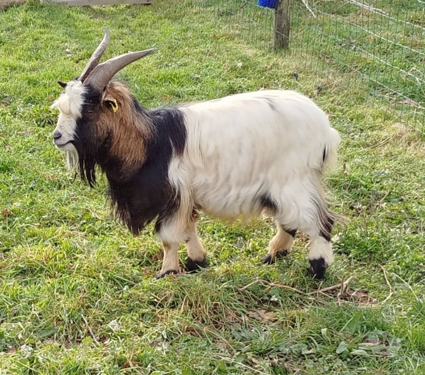 Vente Loire-Atlantique Severac - 44530 - Photos Vivastreet Megadeth, bouc croisé nain