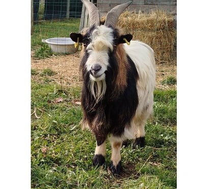 Vente animaux Severac Loire-Atlantique - Photos Vivastreet Megadeth, bouc croisé nain