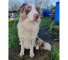 Vegas, border collie à adopter
