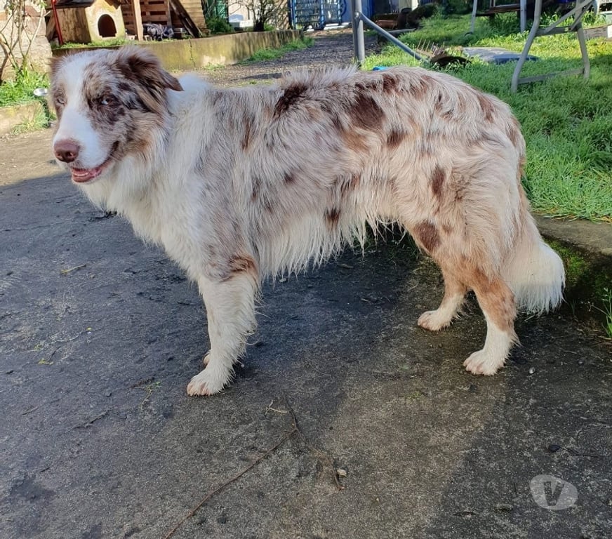 Vente Loire-Atlantique Coueron - 44220 - Photos Vivastreet Vegas, border collie à adopter