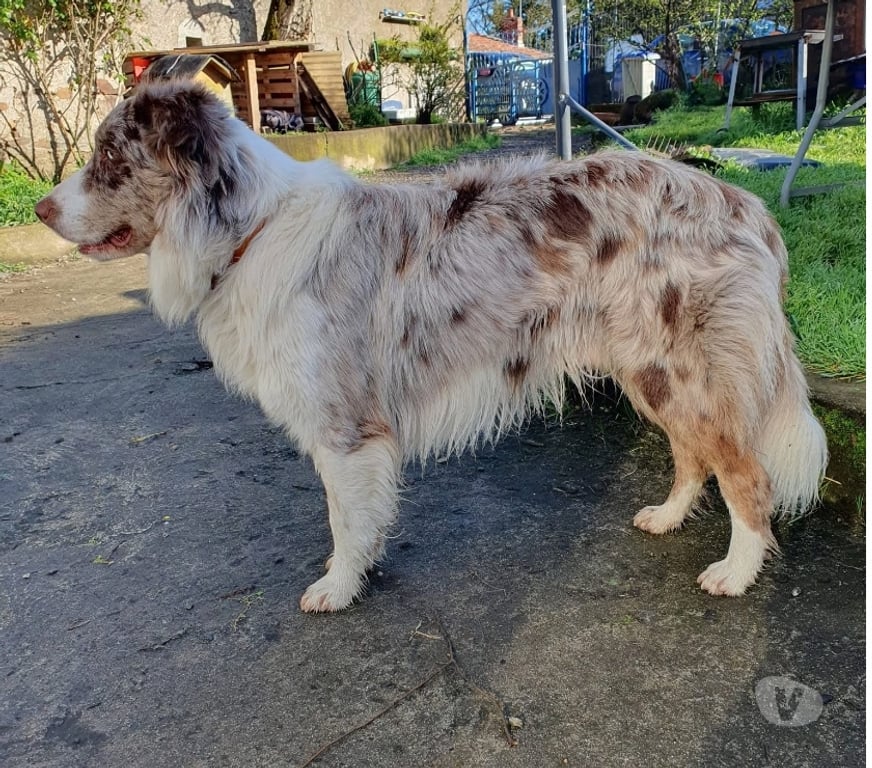 Vente Loire-Atlantique Coueron - 44220 - Photos Vivastreet Vegas, border collie à adopter