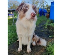 Photos Vivastreet Vegas, border collie à adopter