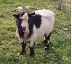 Neurosis, bouc nain croisé à adopter