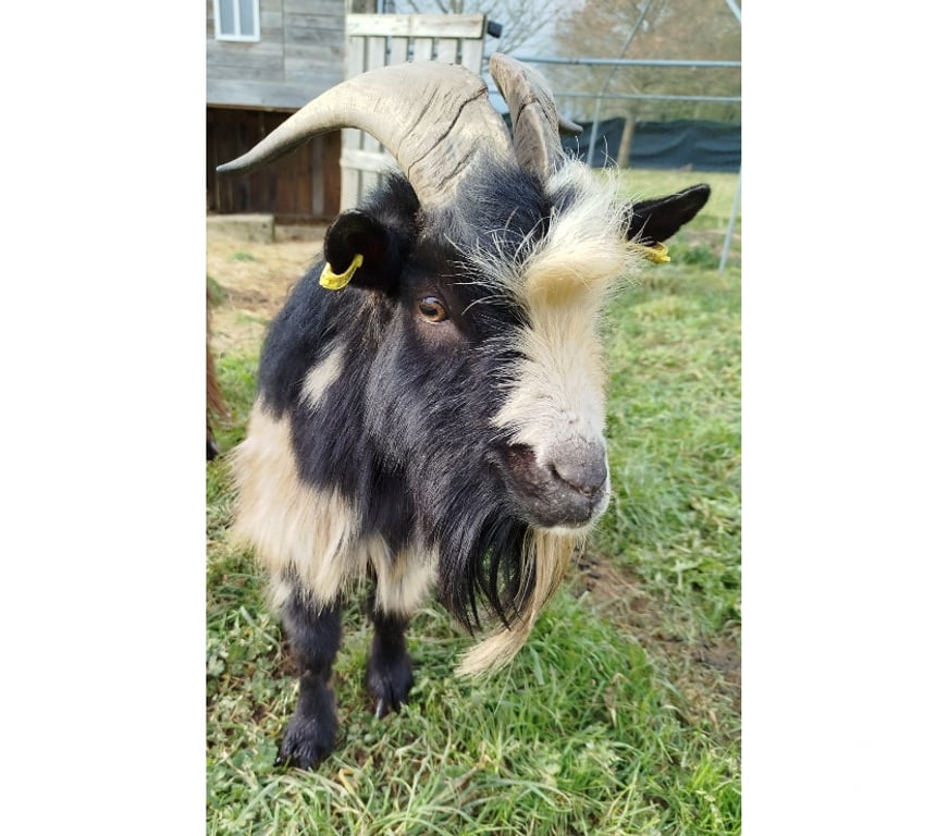 Vente Loire-Atlantique Severac - 44530 - Photos Vivastreet Neurosis, bouc nain croisé à adopter