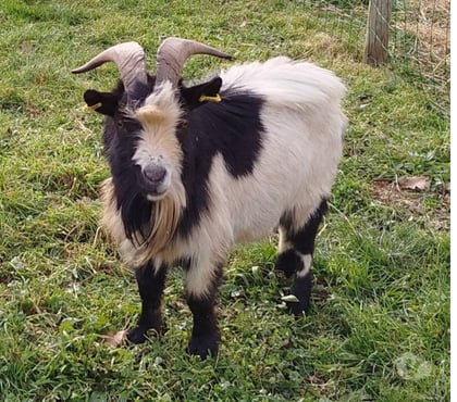 Vente animaux Severac Loire-Atlantique - Photos Vivastreet Neurosis, bouc nain croisé à adopter