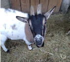 Sepultura, chèvre naine à adopter
