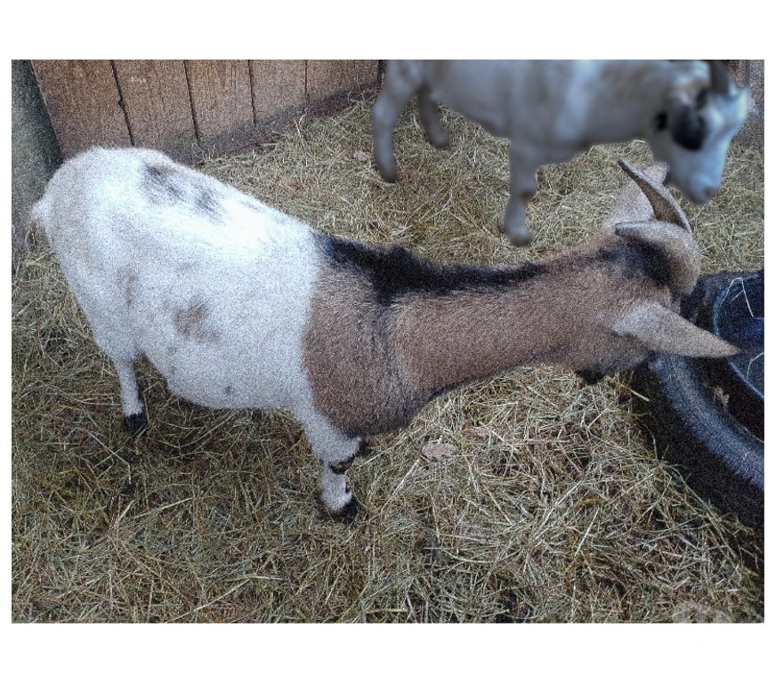 Vente Loire-Atlantique Plesse - 44630 - Photos Vivastreet Sepultura, chèvre naine à adopter