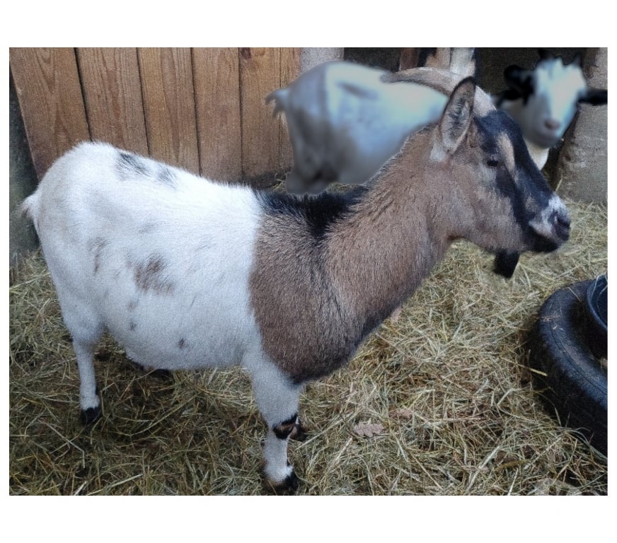 Vente Loire-Atlantique Plesse - 44630 - Photos Vivastreet Sepultura, chèvre naine à adopter