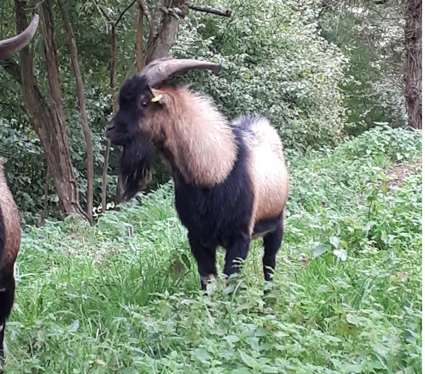 Vente Loire-Atlantique Pierric - 44290 - Photos Vivastreet Themis, bouc nain type alpin à adopter