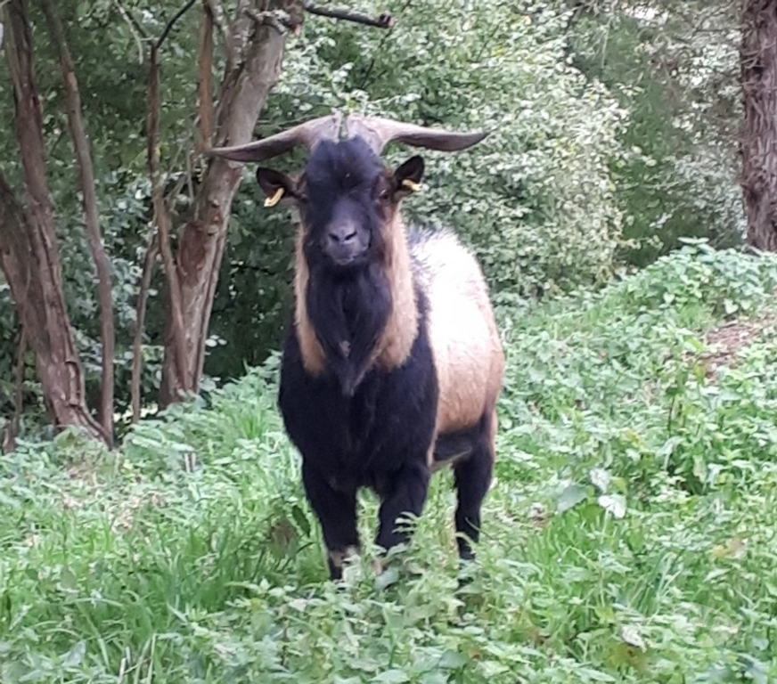 Vente Loire-Atlantique Pierric - 44290 - Photos Vivastreet Themis, bouc nain type alpin à adopter