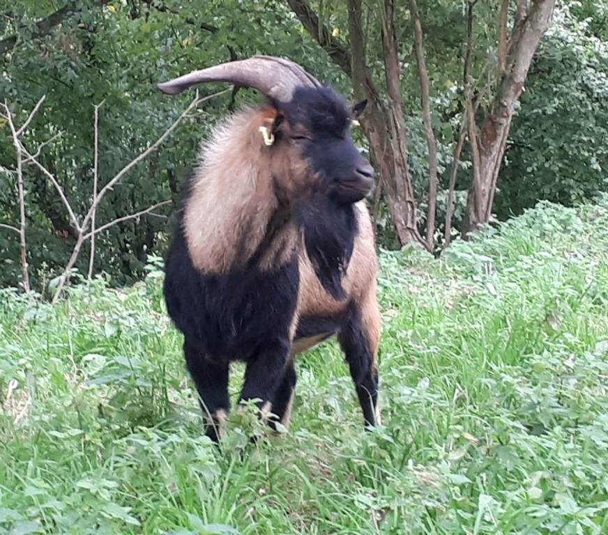 Vente Loire-Atlantique Pierric - 44290 - Photos Vivastreet Themis, bouc nain type alpin à adopter