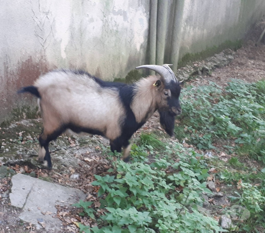 Vente Loire-Atlantique Pierric - 44290 - Photos Vivastreet Themis, bouc nain type alpin à adopter