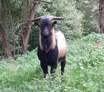 Photos Vivastreet Themis, bouc nain type alpin à adopter