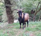 Titan, bouc type alpin à adopter