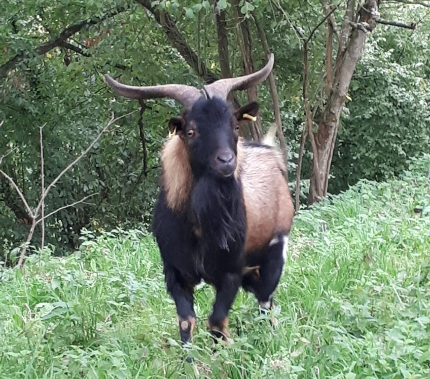 Vente Loire-Atlantique Pierric - 44290 - Photos Vivastreet Titan, bouc type alpin à adopter