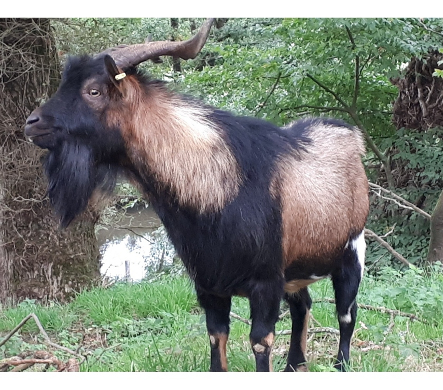 Vente Loire-Atlantique Pierric - 44290 - Photos Vivastreet Titan, bouc type alpin à adopter