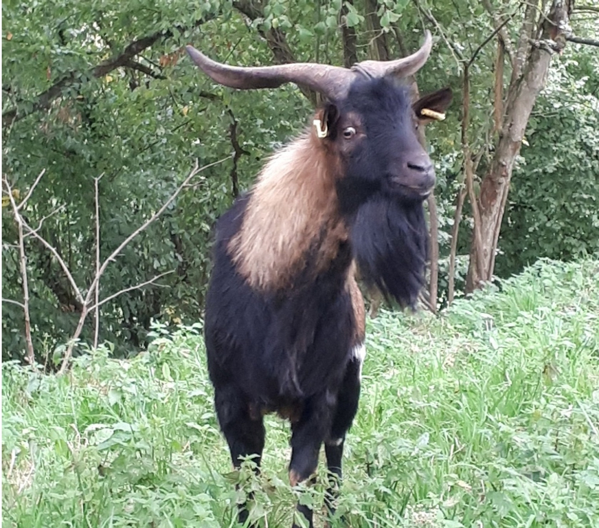 Vente Loire-Atlantique Pierric - 44290 - Photos Vivastreet Titan, bouc type alpin à adopter