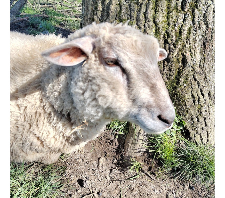 Vente Loire-Atlantique Remouille - 44140 - Photos Vivastreet Manéo, mouton charolais à adopter
