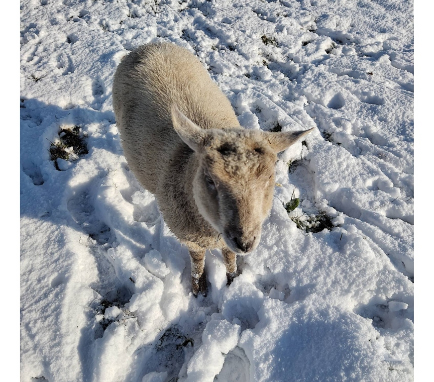Vente Loire-Atlantique Remouille - 44140 - Photos Vivastreet Manéo, mouton charolais à adopter