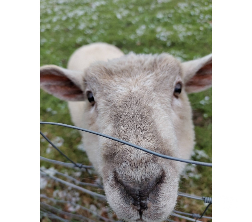 Vente Loire-Atlantique Remouille - 44140 - Photos Vivastreet Manéo, mouton charolais à adopter