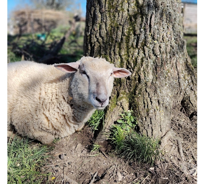 Vente Loire-Atlantique Remouille - 44140 - Photos Vivastreet Manéo, mouton charolais à adopter