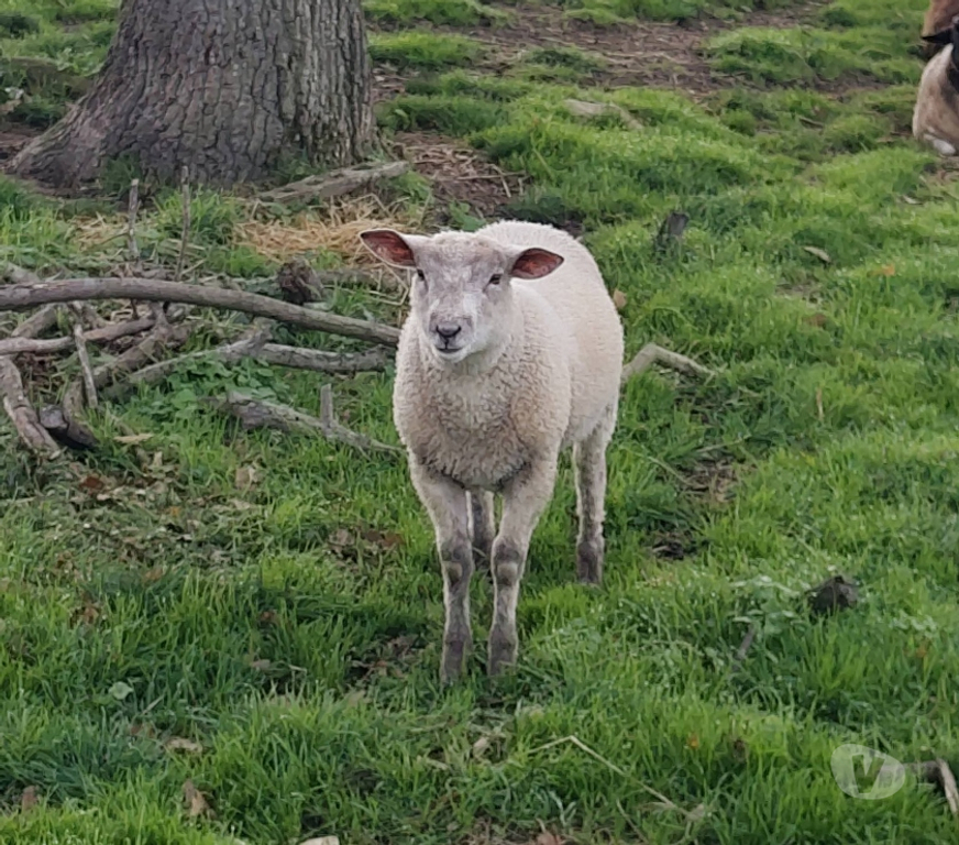 Vente Loire-Atlantique Remouille - 44140 - Photos Vivastreet Manéo, mouton charolais à adopter