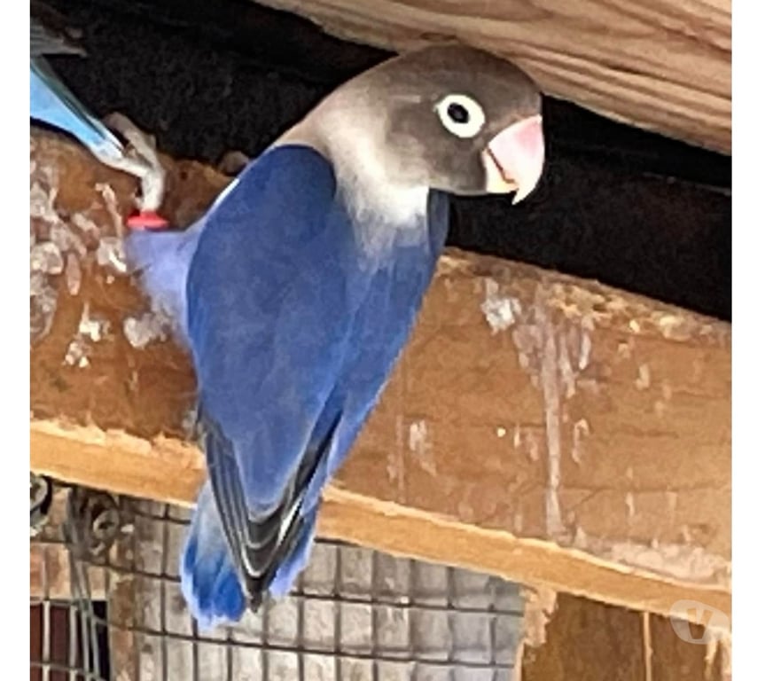 Vente Loire-Atlantique Corcoue sur Logne - 44650 - Photos Vivastreet Inséparables à adopter