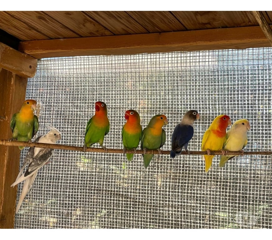 Vente Loire-Atlantique Corcoue sur Logne - 44650 - Photos Vivastreet Inséparables à adopter